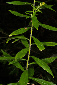 Solidago rugosa (rough-stemmed goldenrod, wrinkleleaf goldenrod)