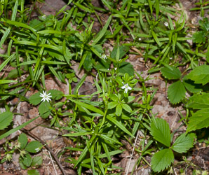 Stellaria graminea (grass-leaf starwort, grass-like starwort, little starwort, common stitchwort, grassleaf starwort)