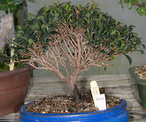 Syzygium paniculatum (tropical cherry eugenia, magenta lilly pilly, magenta cherry, brush cherry)