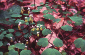 Thalictrum dioicum (early meadow rue, quicksilver-weed, early meadowrue, early Meadow-rue)
