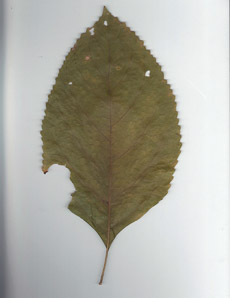Tilia americana (white basswood)