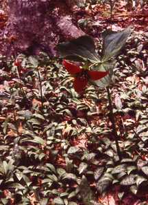 Trillium erectum (red trillium, purple trillium, stinking Benjamin)
