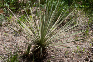 Yucca harrimaniae (spanish bayonet, New Mexico yucca)