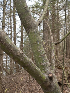 Acer pensylvanicum (moose maple, striped maple, moosewood)