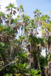 Acoelorrhaphe wrightii (paurotis palm)