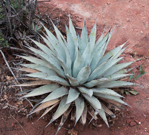 Agave tequilana (blue agave, Weber’s agave)