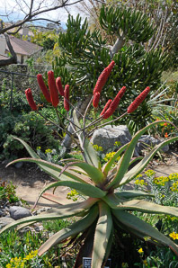 Aloe excelsa (Zimbabwe aloe)