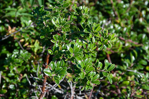 Arctostaphylos uva-ursi (bearberry, kinnikinnick)