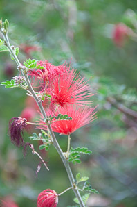 Calliandra peninsularis (Baja fairy duster)