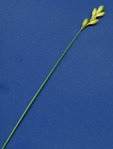 Carex ovalis (oval sedge)