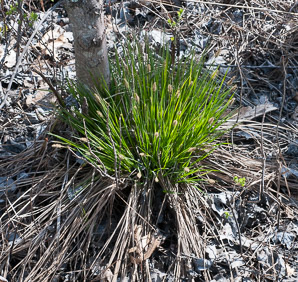 Carex stricta (tussock sedge)