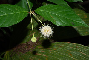 Cephalanthus occidentalis (buttonbush, button-willow, honey-bells)