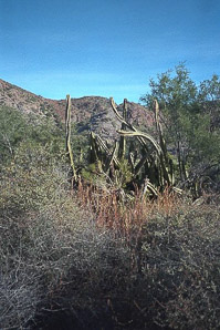 Cephalocereus senilis (bunny cactus, old man cactus, old man of Mexico, veijo, white Persian cat cactus)
