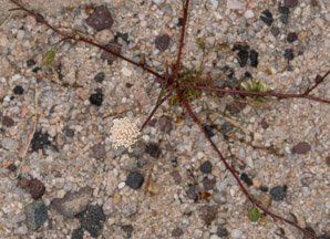Chaenactis fremontii (Fremont’s pincushion, desert pincushion)