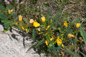 Chamaecrista nictitans (wild sensitive plant, wild sensitive-pea, sensitive partridge pea)