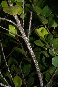 Chrysobalanus icaco (coco plum)
