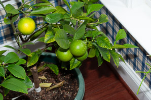 Citrus ×aurantiifolia (lime)
