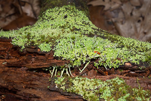 Cladonia coniocraea (common powderhorn, powderhorn cup lichen)