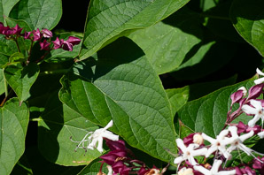 Clerodendrum trichotomum (harlequin glorybower, peanut butter tree)