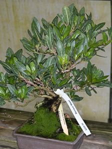 Conocarpus erectus (buttonwood, button mangrove, green buttonwood)