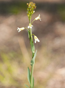 Conringia orientalis (hare’s ear mustard)