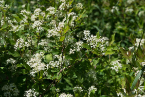 Cornus racemosa (northern swamp dogwood, gray dogwood, panicle dogwood)