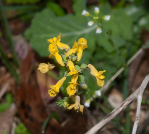 Corydalis flavula (yellow corydalis, yellow fumewort, yellow harlequin)