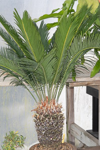 Cycas revoluta (cycad, sago palm, king sago palm)