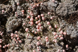 Dibaeis baeomyces (pink earth lichen)