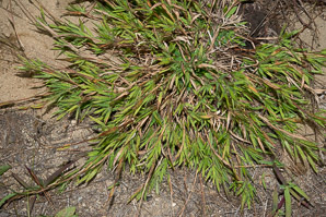 Dichanthelium acuminatum (woolly panicum, tapered rosette grass)