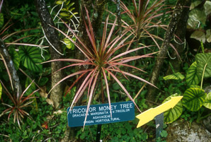 Dracaena marginata (tricolor money tree)