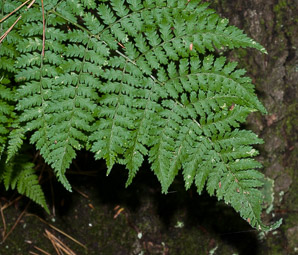 Dryopteris intermedia (evergreen wood fern)