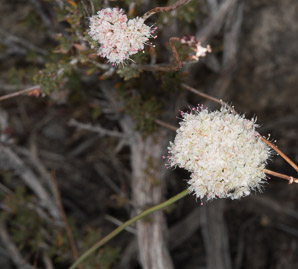 Eriogonum fasciculatum (California buckwheat, Eastern mojave buckwheat)