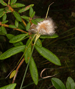 Eriophorum virginicum (tawny cottonsedge, tawny cotton-grass)