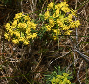 Euphorbia cyparissias (cypress spurge, spurge)