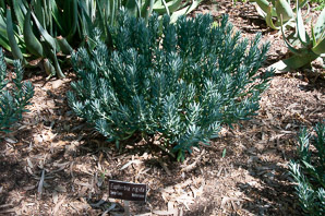Euphorbia rigida (upright myrtle spurge)