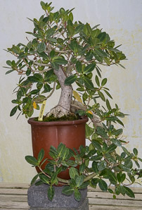 Ficus microcarpa (green island fig)