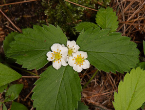 Fragaria vesca (alpine strawberry, white strawberry)