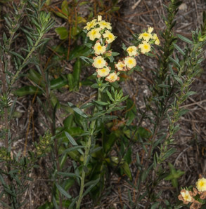 Heliotropium polyphyllum (pineland heliotrope)