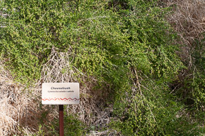 Hymenoclea salsola (cheesebush)
