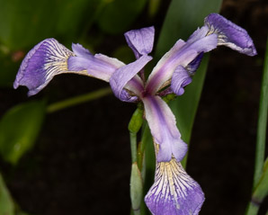 Iris versicolor (blue flag, harlequin blueflag, large blue flag, northern blue iris)