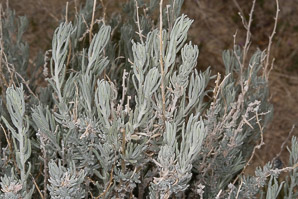 Krascheninnikovia lanata (winter fat)