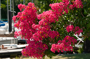 Lagerstroemia indica (crape myrtle ‘Red Rocket’)