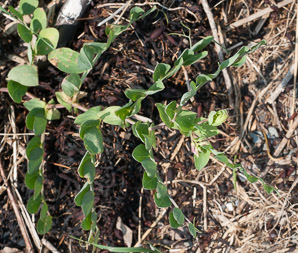 Lathyrus japonicus (beach pea, sea pea, circumpolar pea, sea vetchling)