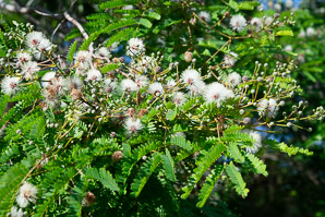 Leucaena leucocephala (white leadtree, jumbie bean, jumbay, river tamarind, pearl wattle, ipil-ipil, tan-tan, white popinac, coffee bush, cow tamarind, miusina)