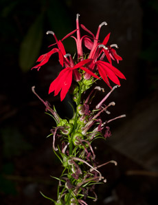 Lobelia cardinalis (cardinal flower)