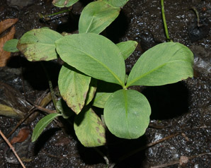 Menyanthes trifoliata (buckbean, bog bean, marsh trefoil)
