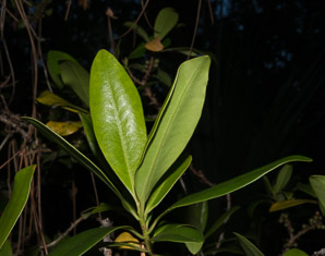 Myrsine cubana (myrsine, colicwood)