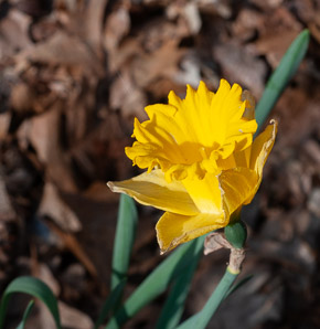 Narcissus L. (daffodil, narcissus)