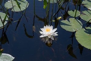 Nymphaea odorata (fragrant water lily, beaver root, American white waterlily)